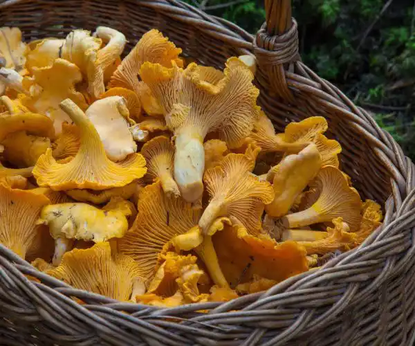 Table de trois restaurants Bordeaux, panier en osier rempli de girolles fraîches aux tons orangés, produits de saison issus de la cueillette